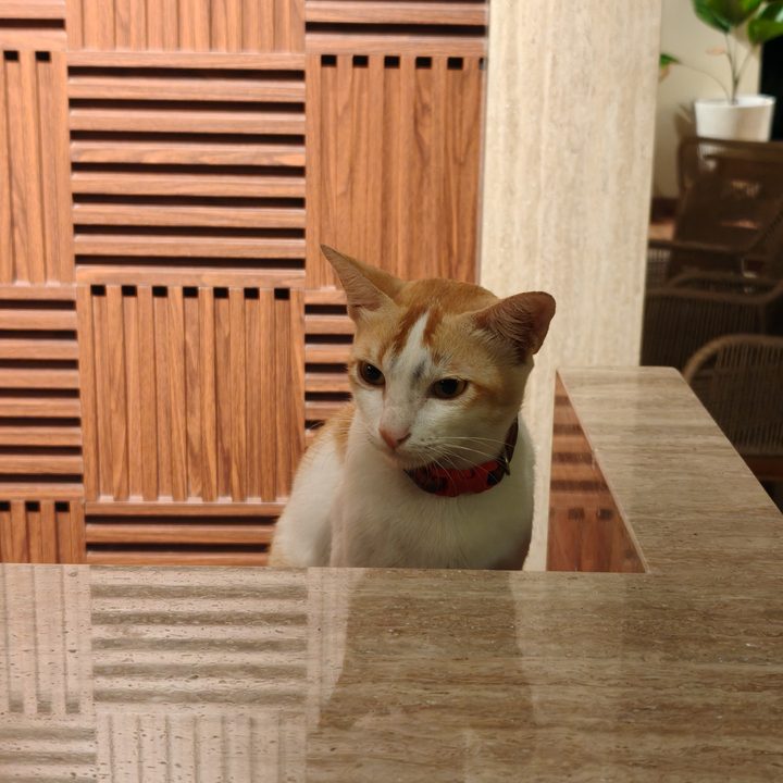 A photo of a cat captured on the Find X8 Pro