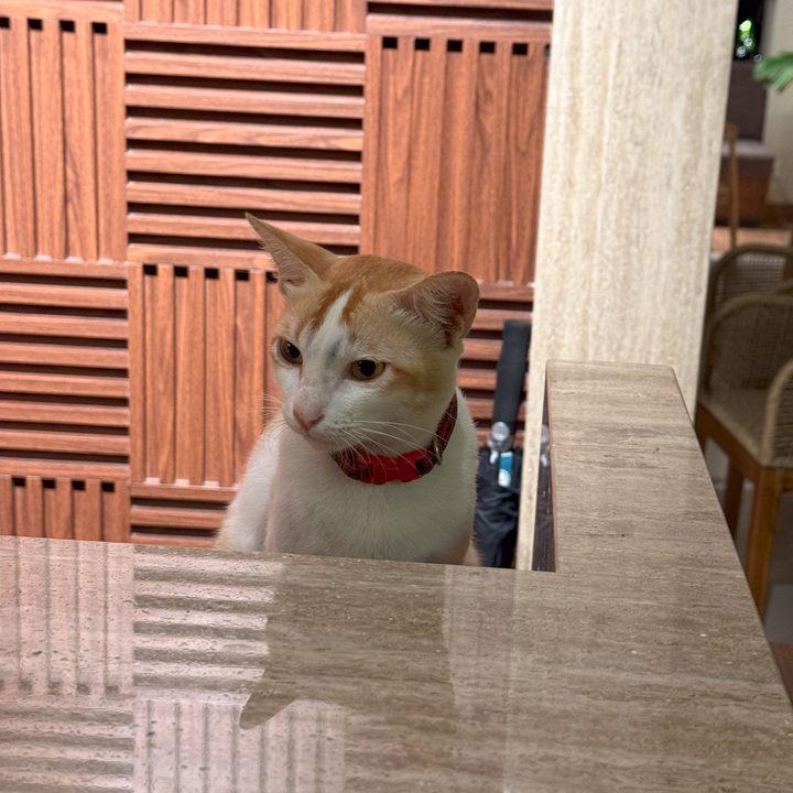 A photo of a cat captured on the iPhone 16 Pro