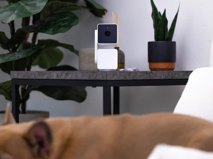 Wyze Cam Pan v3 watching over pet remotely