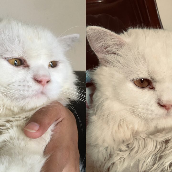 Pictures of cat clicked using iPhone 6S.