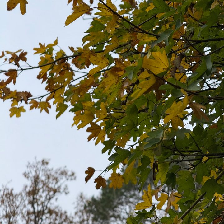 A photo taken with the Apple iPhone 16 Pro Max, before edits.
