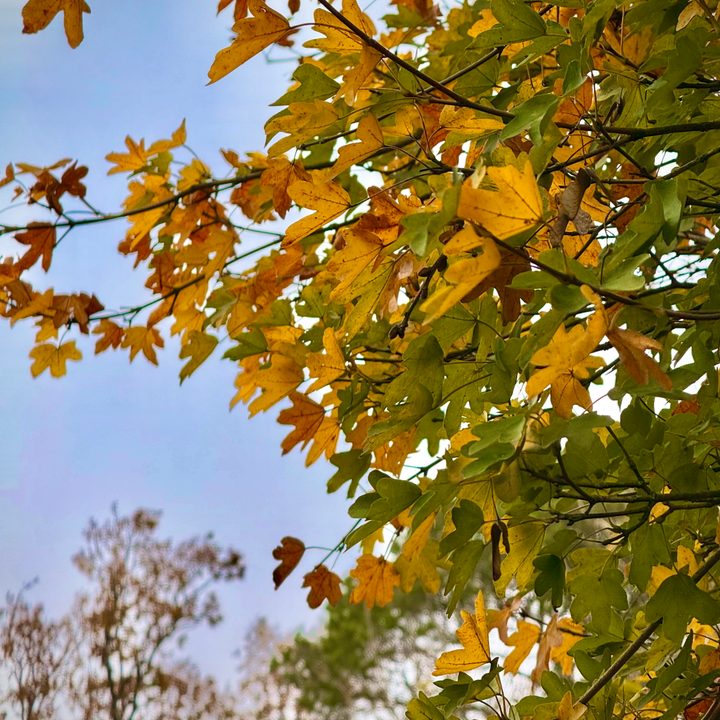 A photo taken with the Apple iPhone 16 Pro Max, after editing with Photographic Styles.
