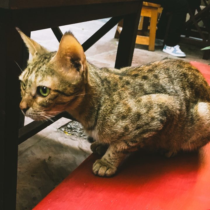 Picture of a cat clicked and edited using an iPhone 6S.