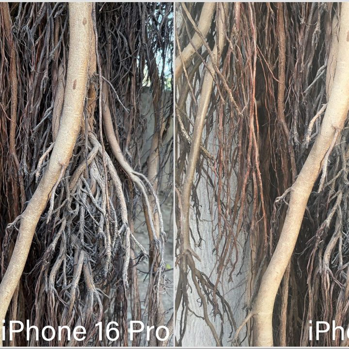 Comparison of pictures taken by iPhone. 16 Pro and iPhone 6S with tree roots as the subject.
