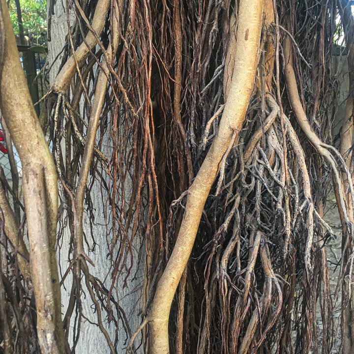 Picture of a hanging tree root clicked and edited using an iPhone 6S.