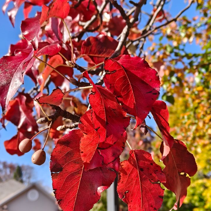 A photo of red leaves on a tree, taken with the Oppo Find X8.