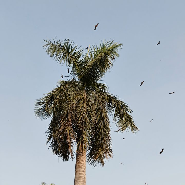 A photo of birds flying around a palm tree, taken with the Oppo Find X8.