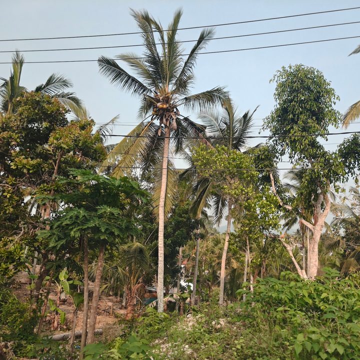 Landscape scene captured from a moving car on the Oppo Find X8 Pro