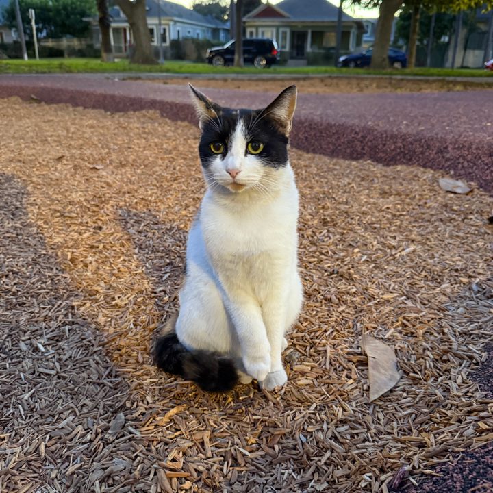 Calico cat at the park.