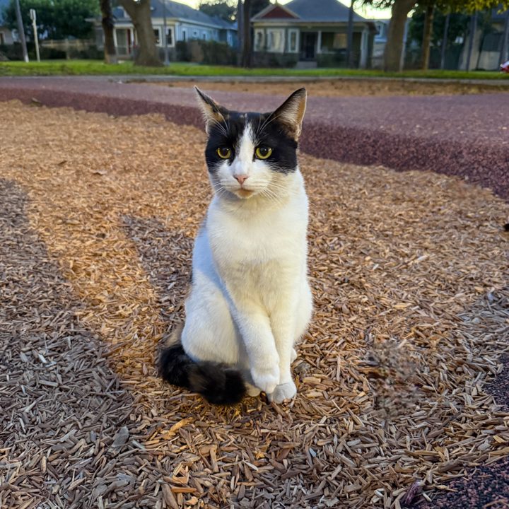 Calico cat at the park.