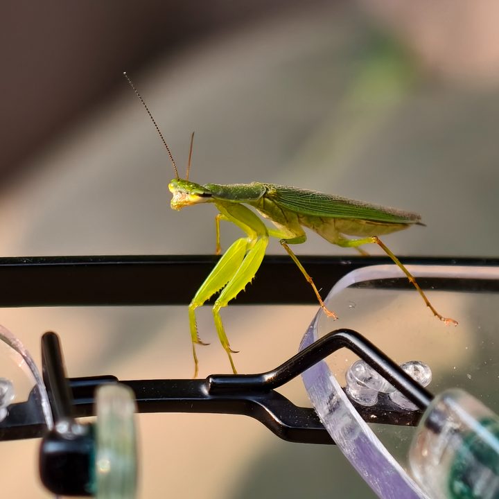 Green praying mantis shot on Vivo X200 Pro.