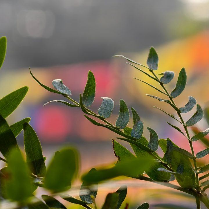 Leaves captured against bright colors shot on Vivo X200 Pro.