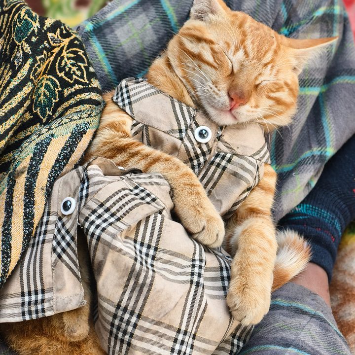 A ginger cat wearing a frock and sleeping in a child's lap captured on the Vivo X200 Pro.