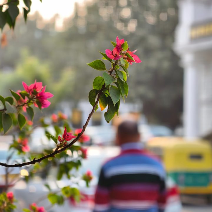 bougainvillea on the side of the street captured with the Vivo X200 Pro.