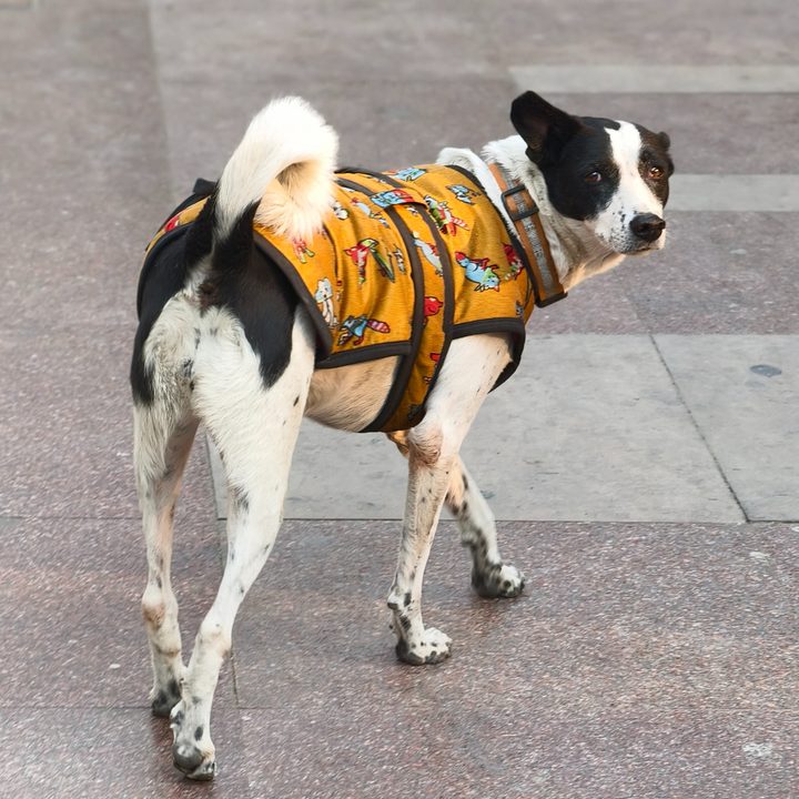 Indian street dog wearing a mustard orange coat captured with the Vivo X200 Pro.