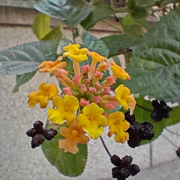 oneplus 13r vs 12r camera review macro