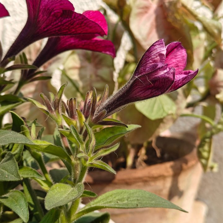 oneplus 13r vs 12r camera review portrait 3