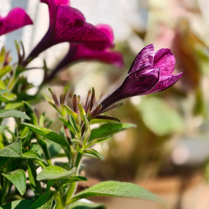 oneplus 13r vs 12r camera review portrait 3