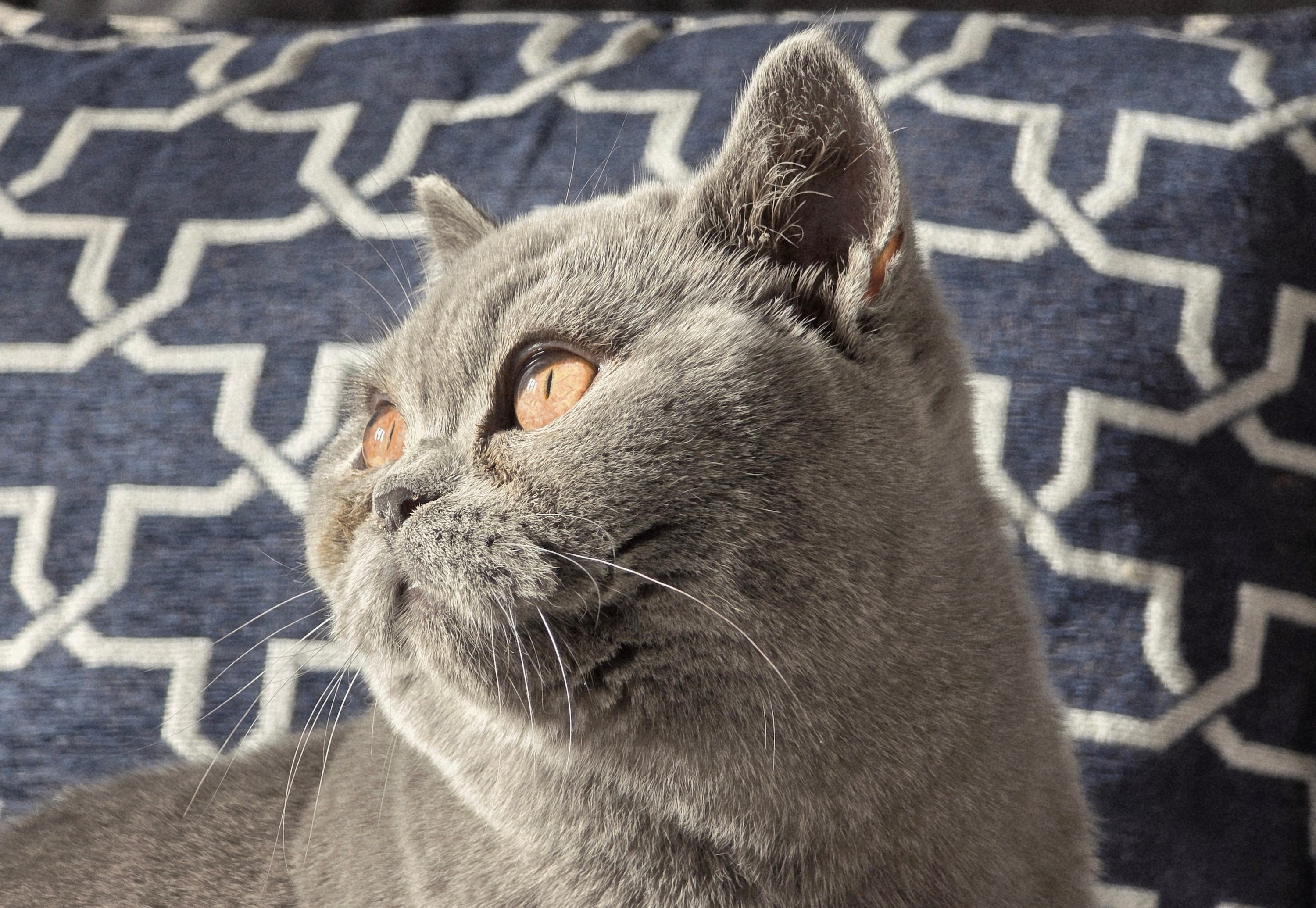 A photo taken with the Samsung Galaxy S25 Ultra's telephoto camera.