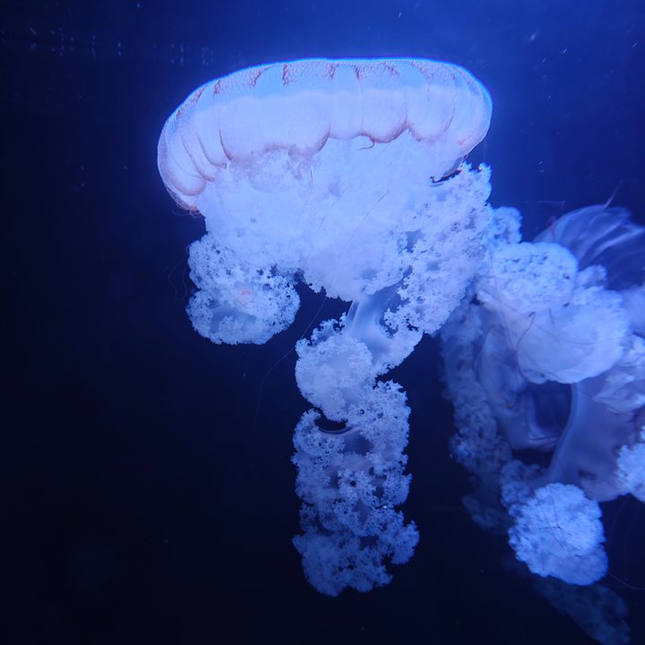 Photo of a jellyfish, taken with the OnePlus 13R.