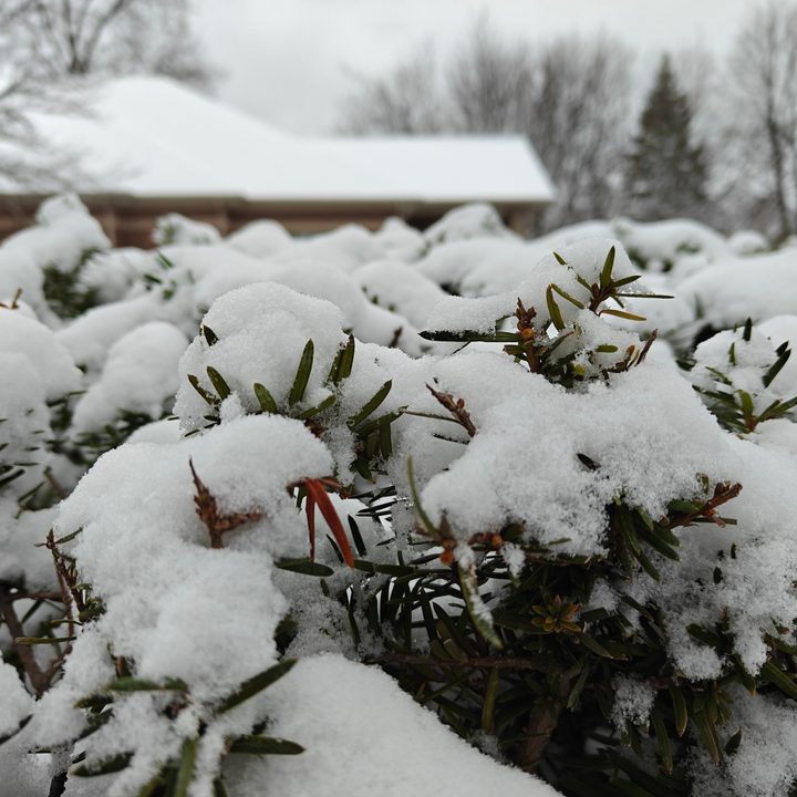 Close-up photo of a bush with snow on it, taken with the OnePlus 13R.