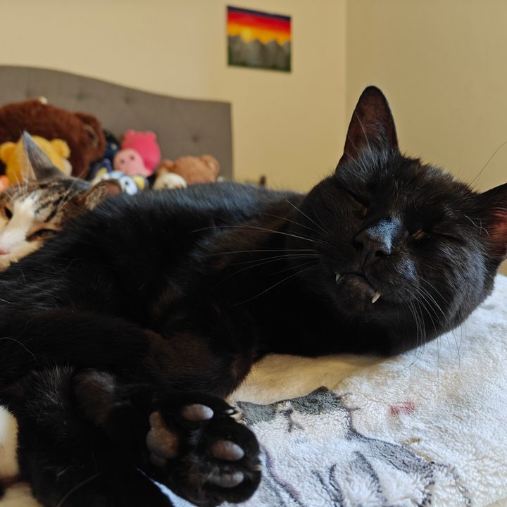 Photo of a black cat sleeping, taken with the OnePlus 13R.