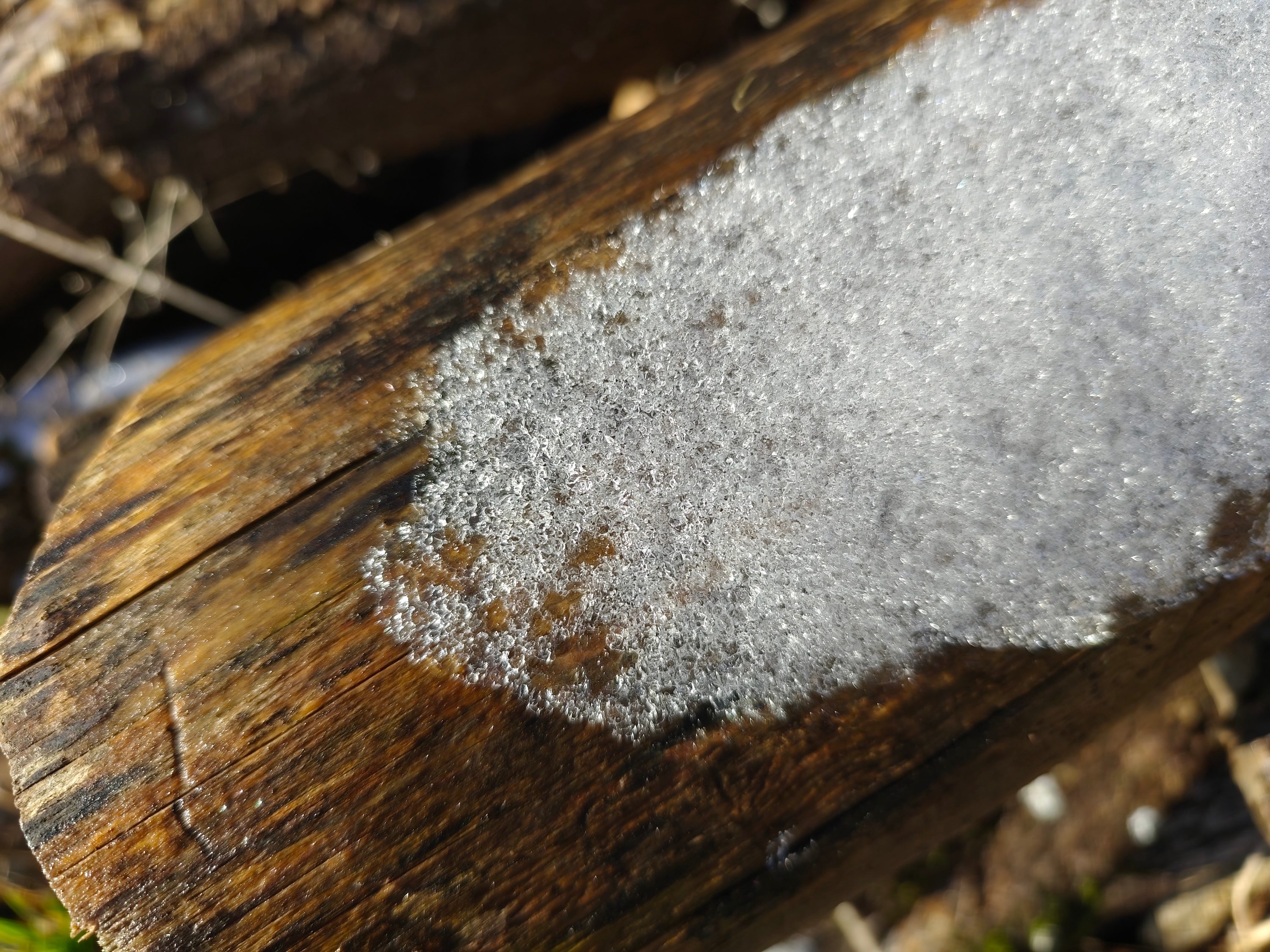 A photo taken with the Redmi Note 14 Pro Plus.