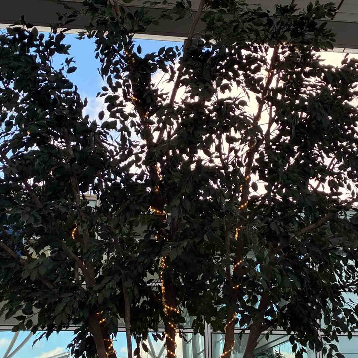 2x photo camera sample captured on the iPhone 16e