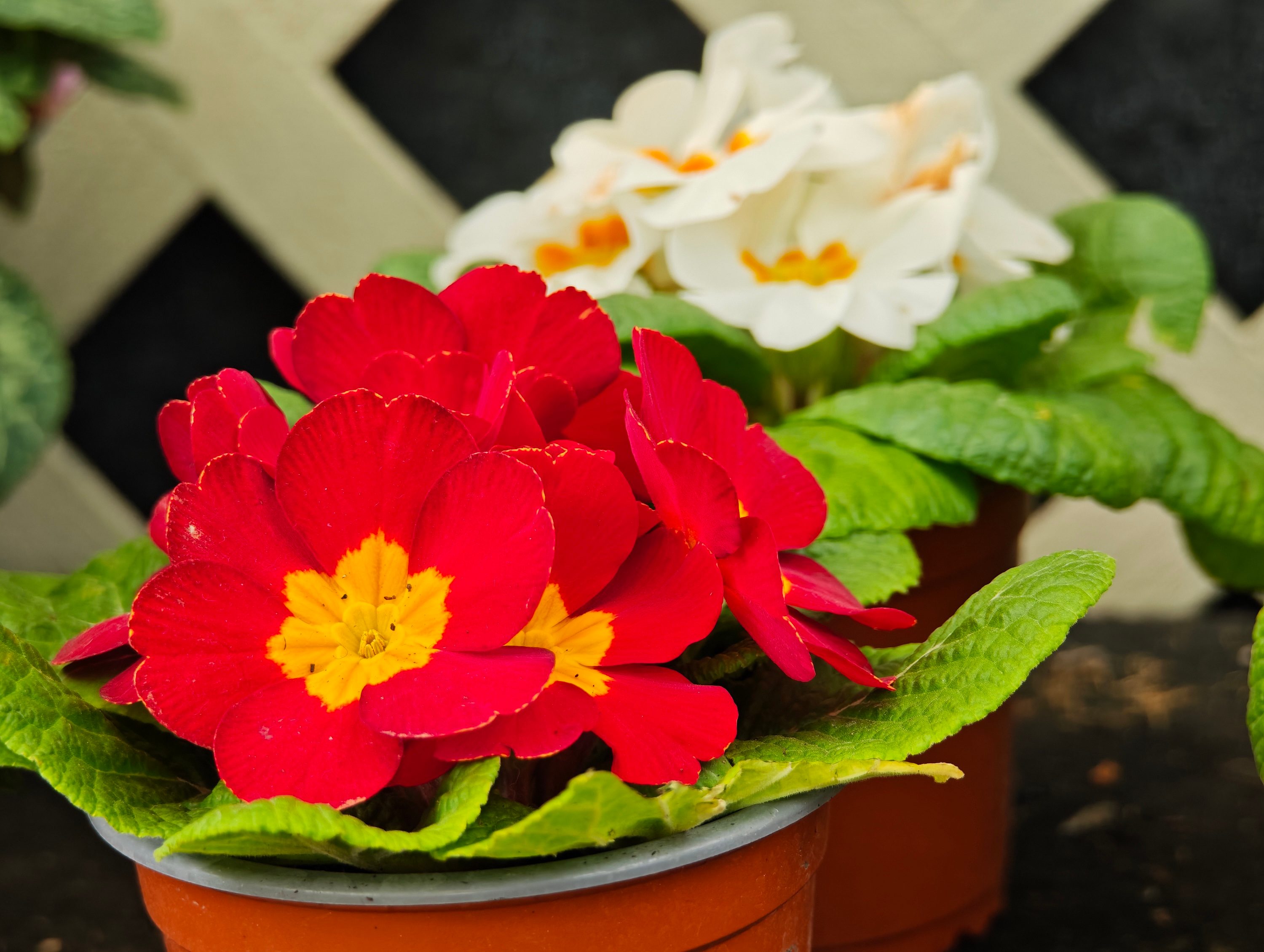 A photo taken with the Xiaomi 15 Ultra.