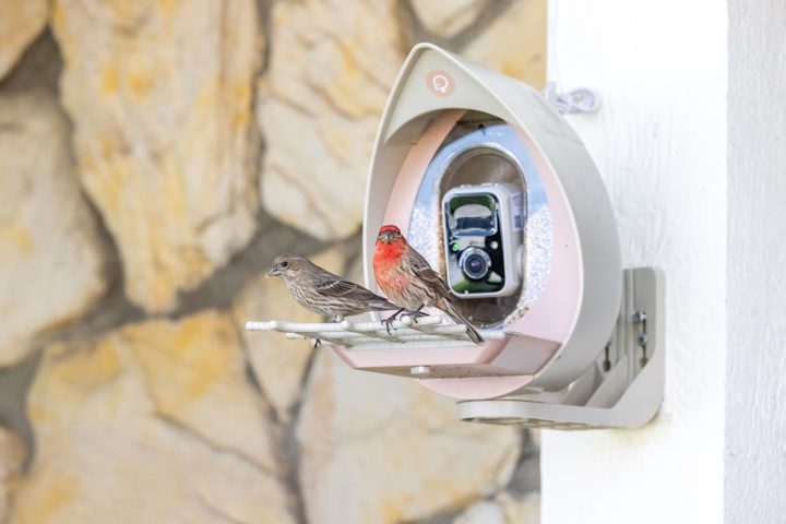 The PeckPerk Smart Bird feeder blends in with the nature around it.
