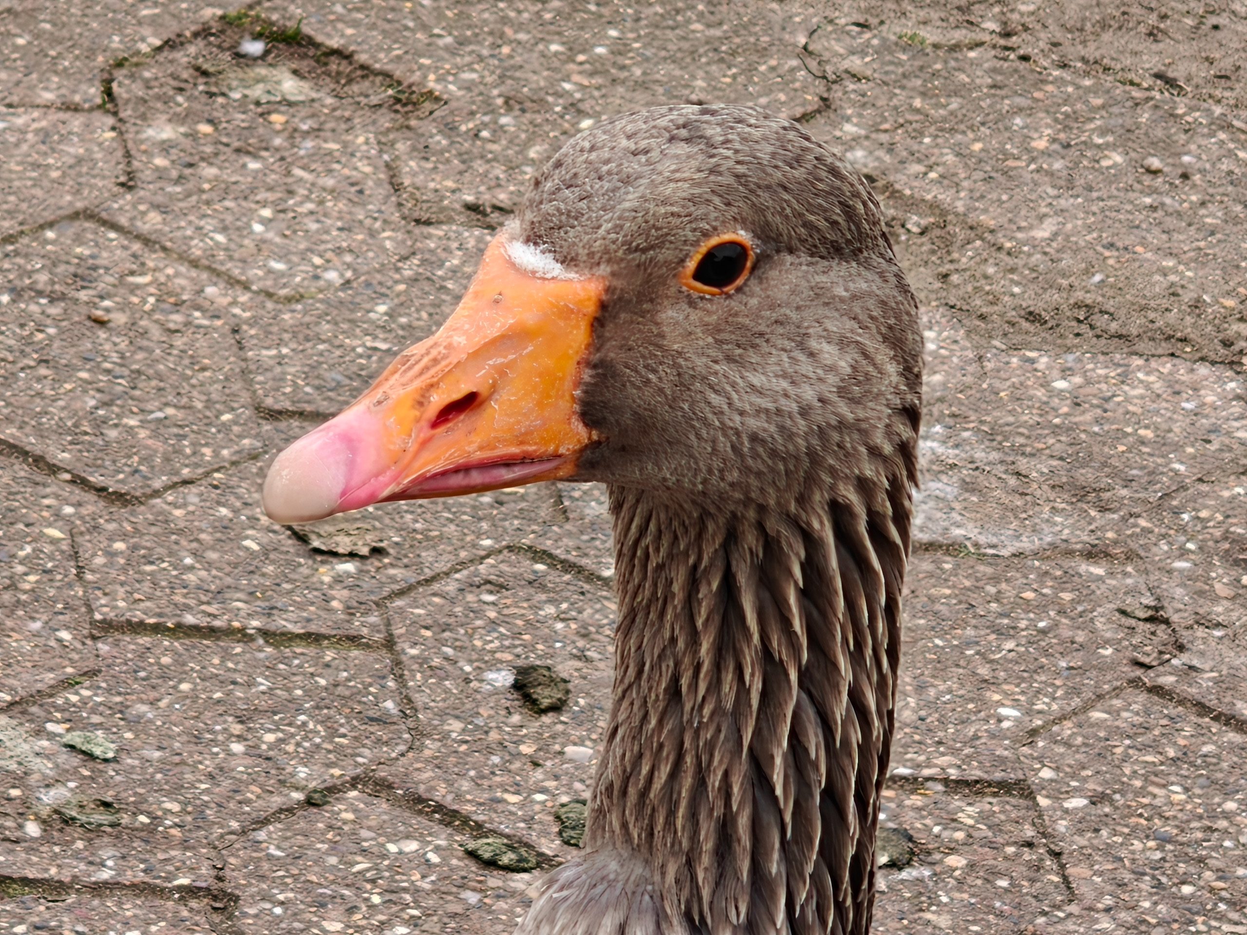 10x camera sample captured on the Oppo Find N5