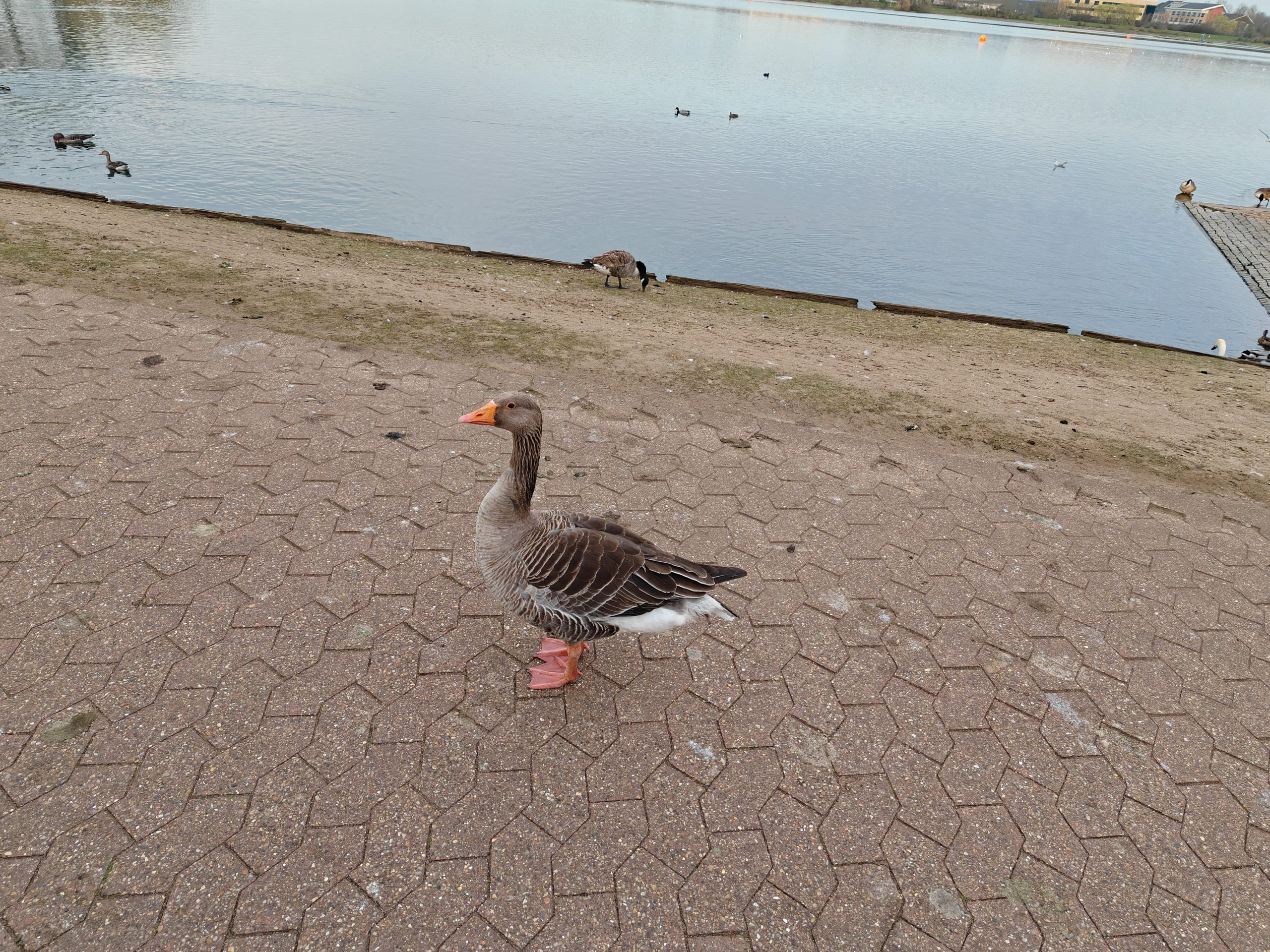 1x camera sample captured on the Oppo Find N5