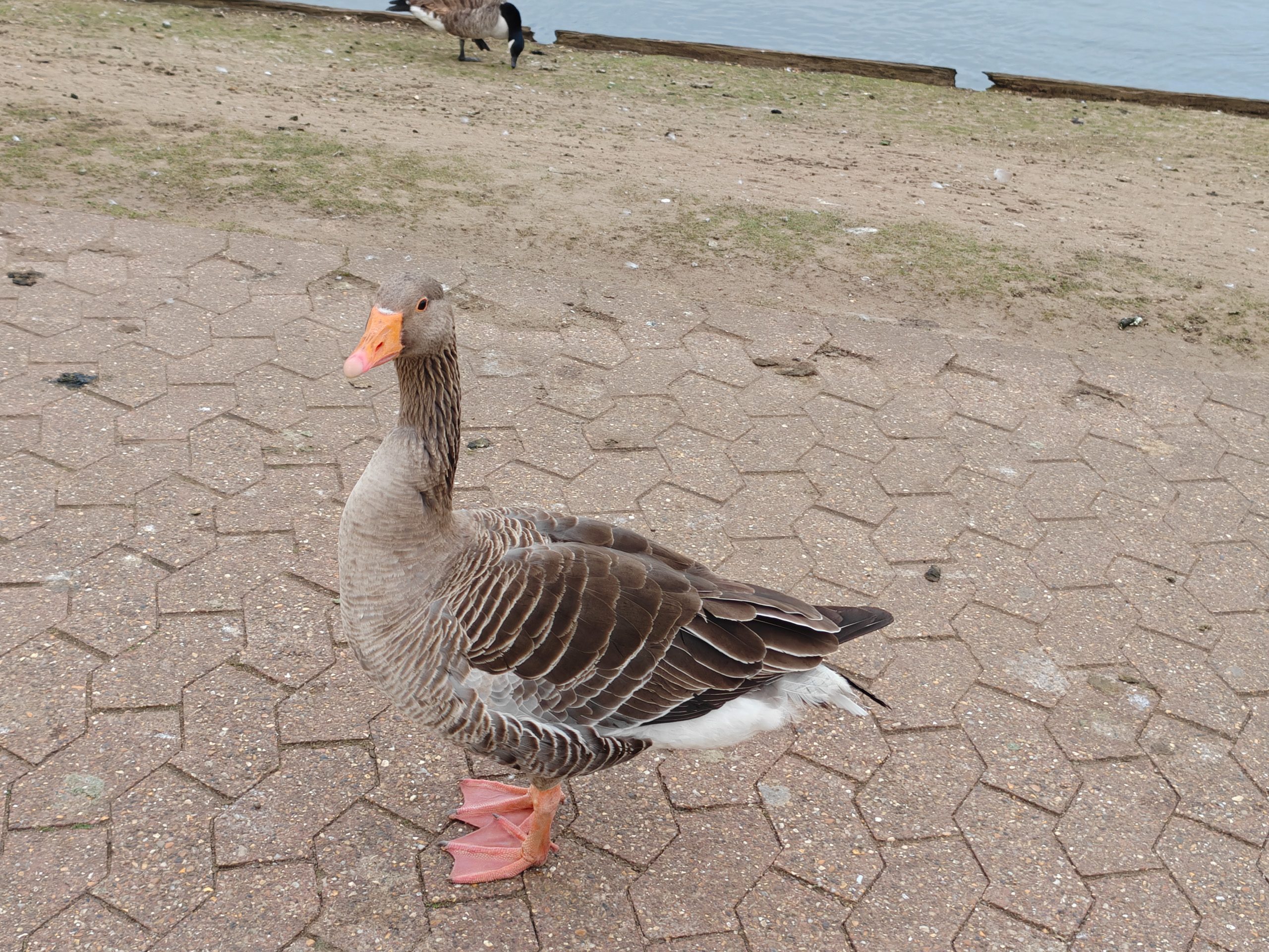 2x camera sample captured on the Oppo Find N5