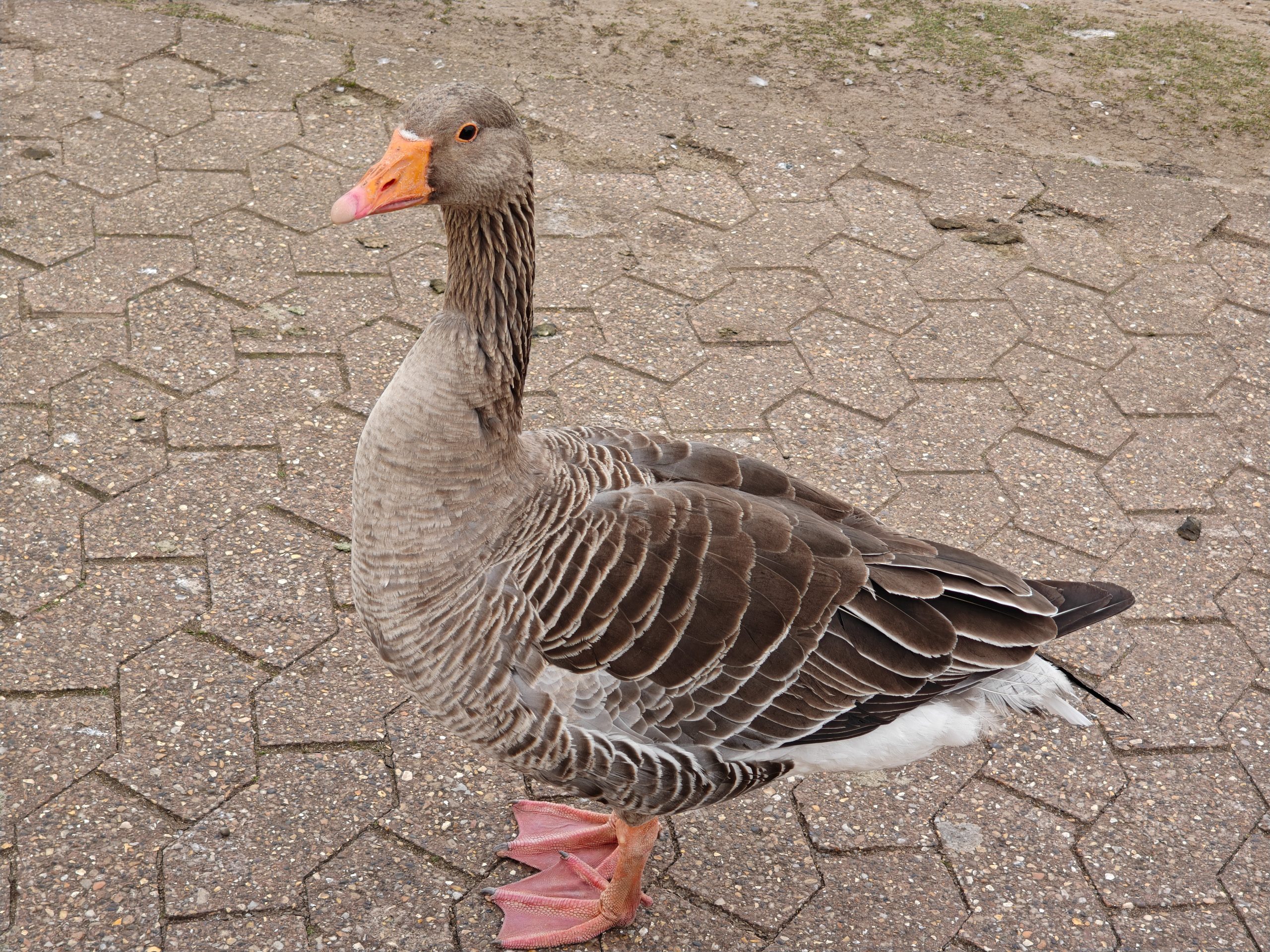 3x camera sample captured on the Oppo Find N5
