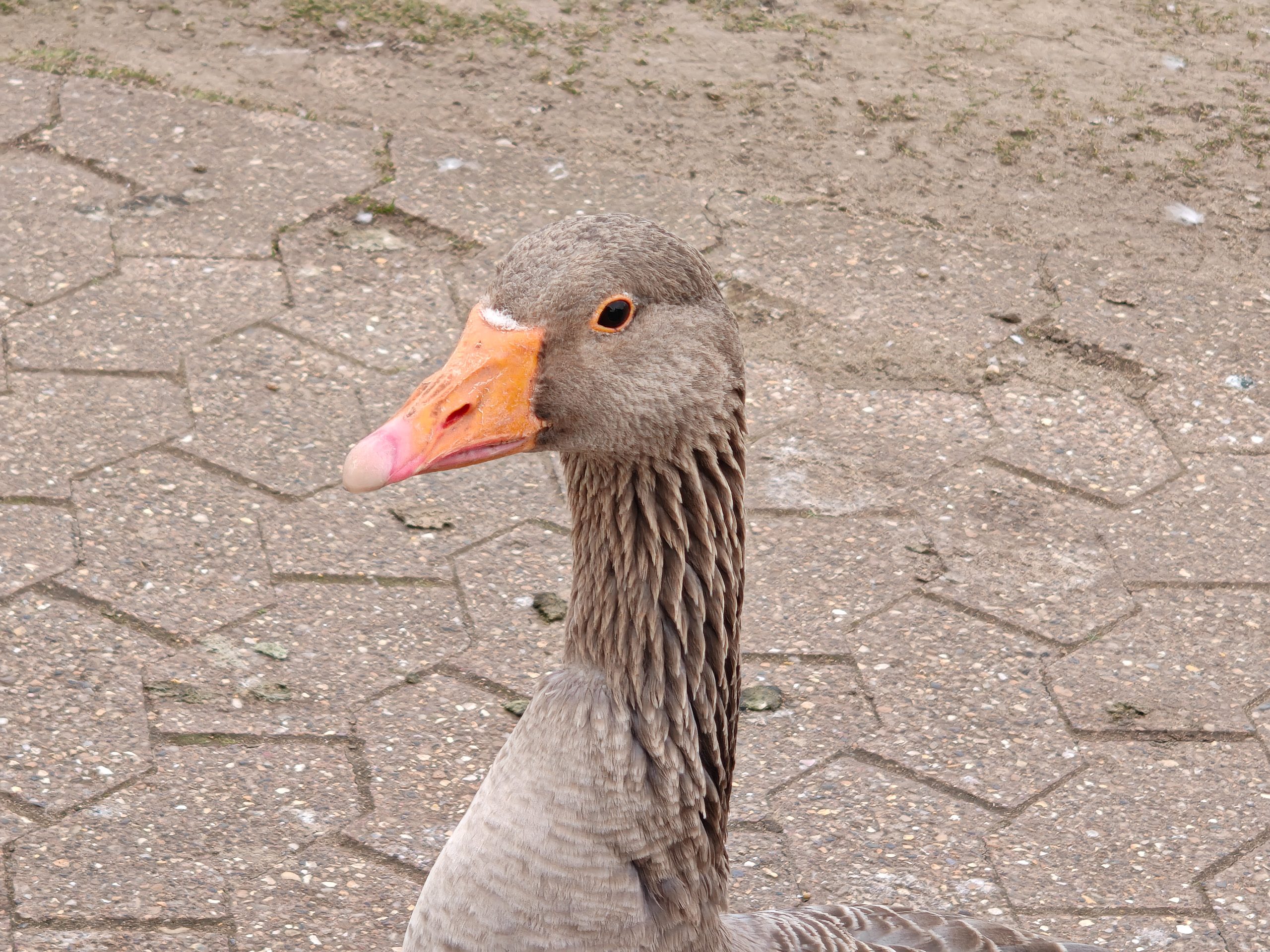 6x camera sample captured on the Oppo Find N5