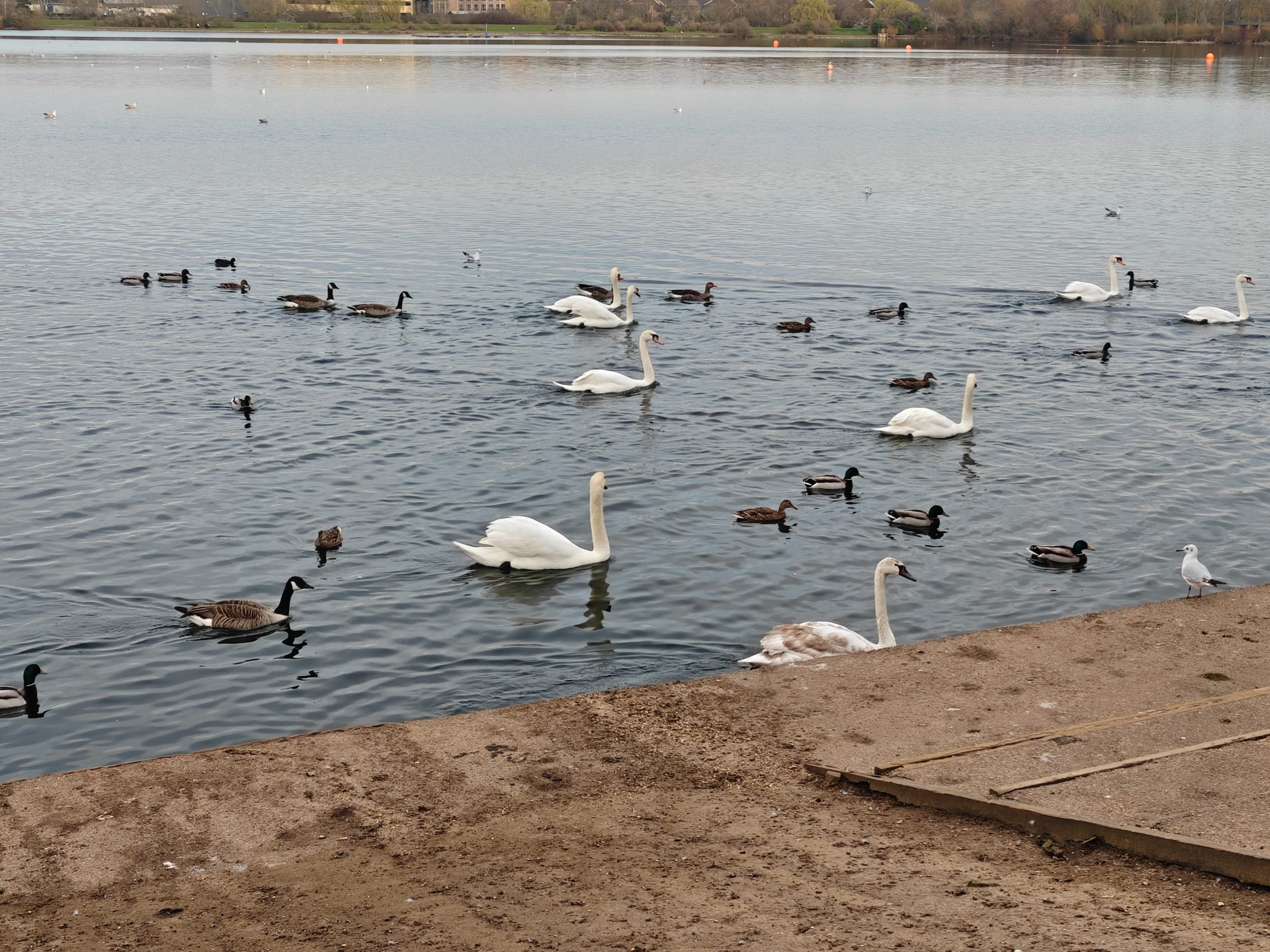 2x camera sample captured on the Oppo Find N5
