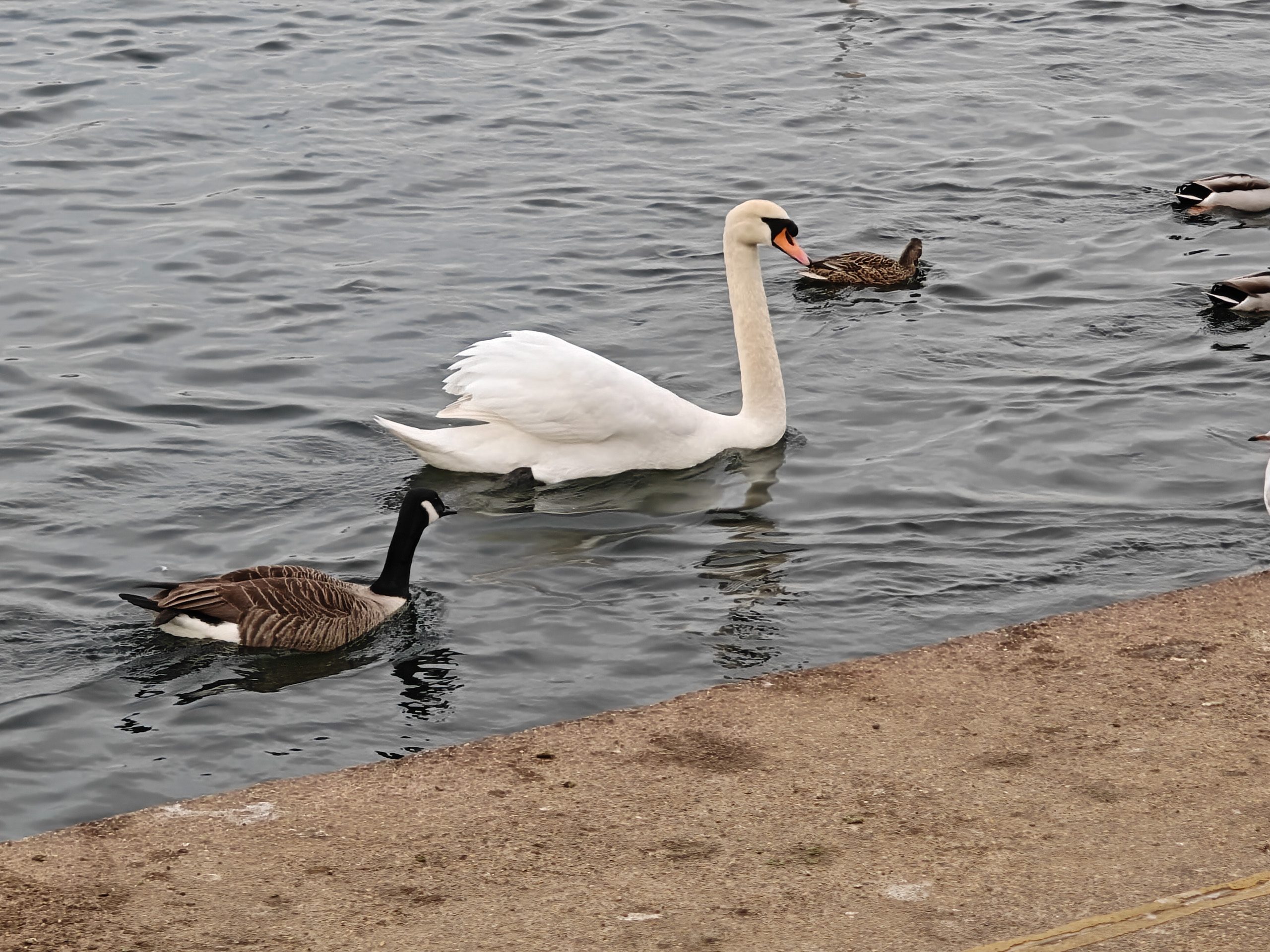 1x camera sample captured on the Oppo Find N5
