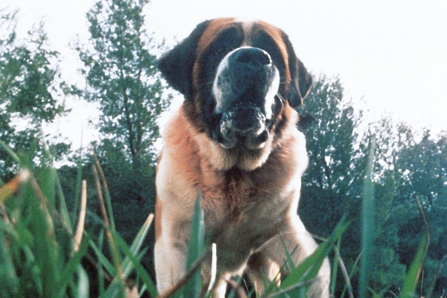 Dog looks on from a field.