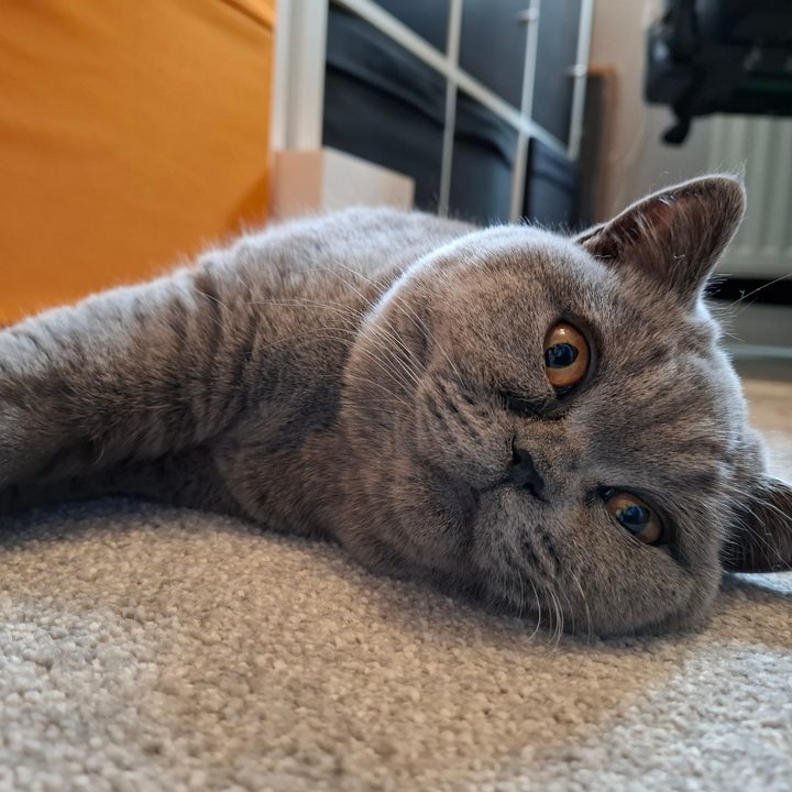 A photo taken with the Samsung Galaxy A55.