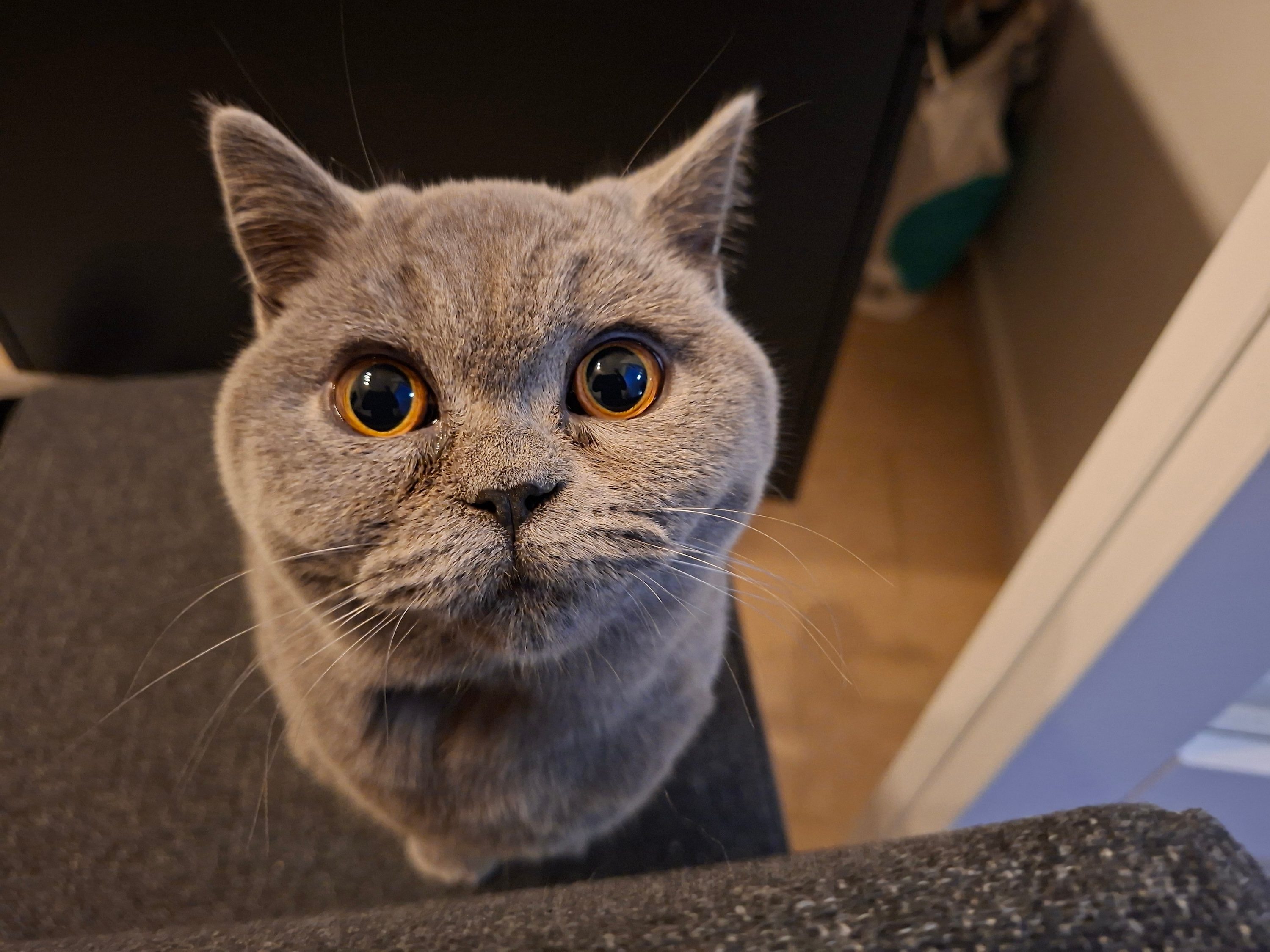 A photo taken by the Samsung Galaxy A56.
