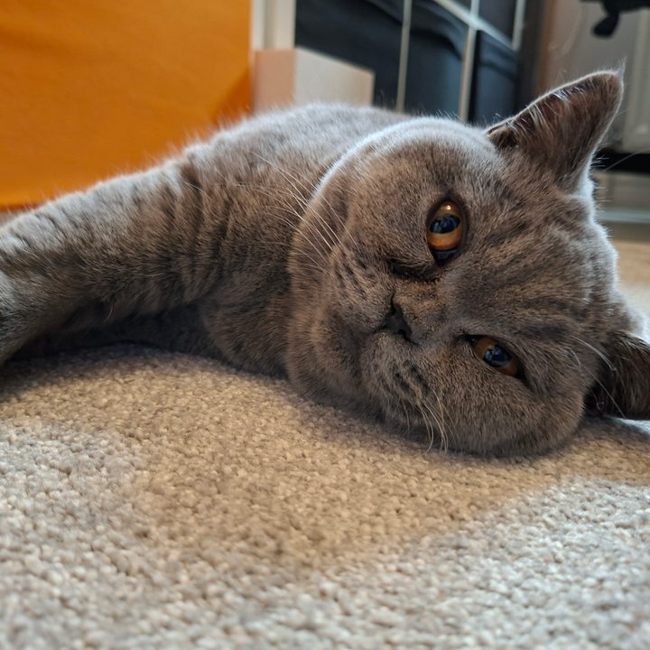 A photo taken with the Samsung Galaxy A56.