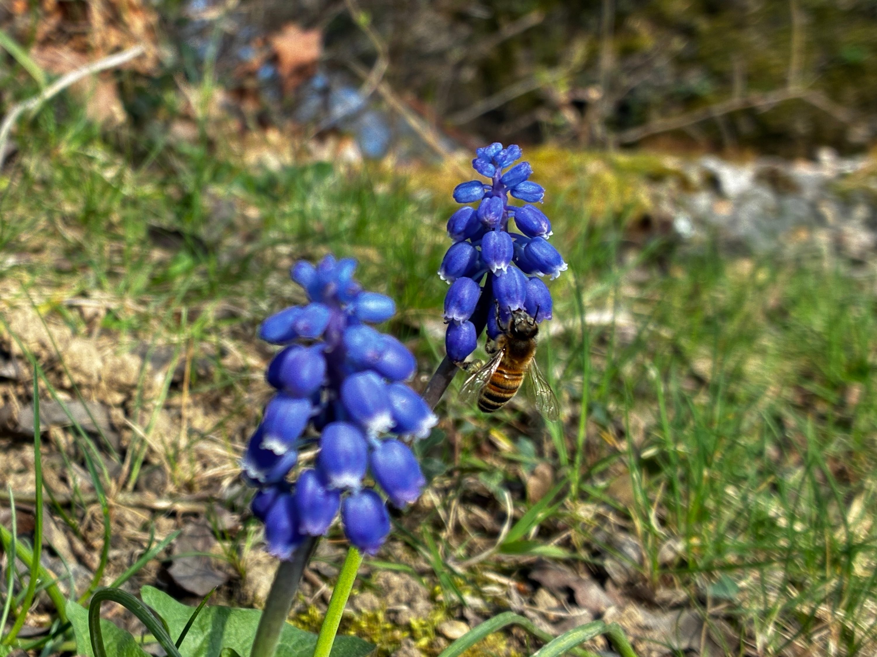 A photo taken with the Apple iPhone 16e.
