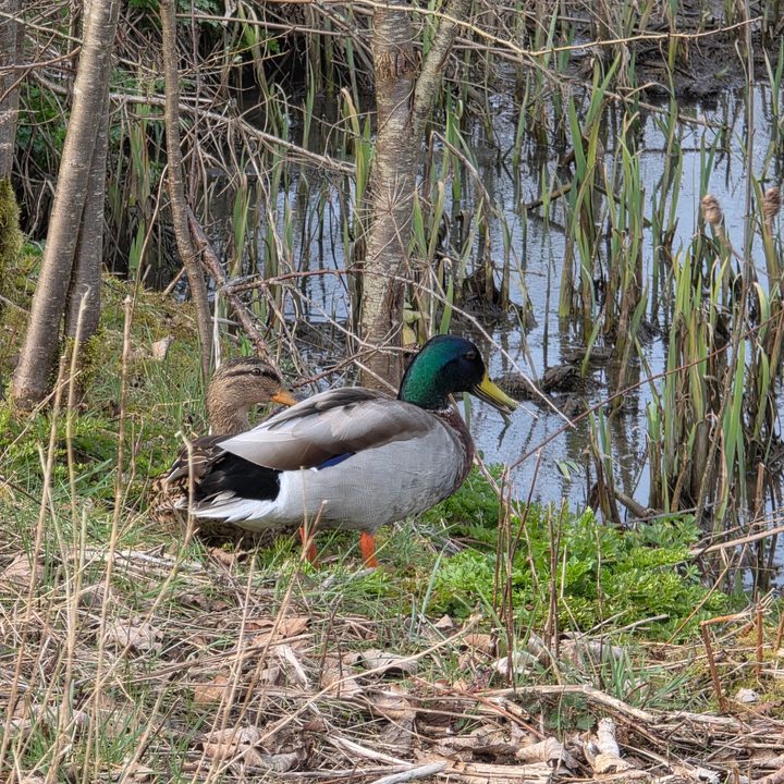 A 10x zoom photo taken with the Samsung Galaxy S25 Ultra.