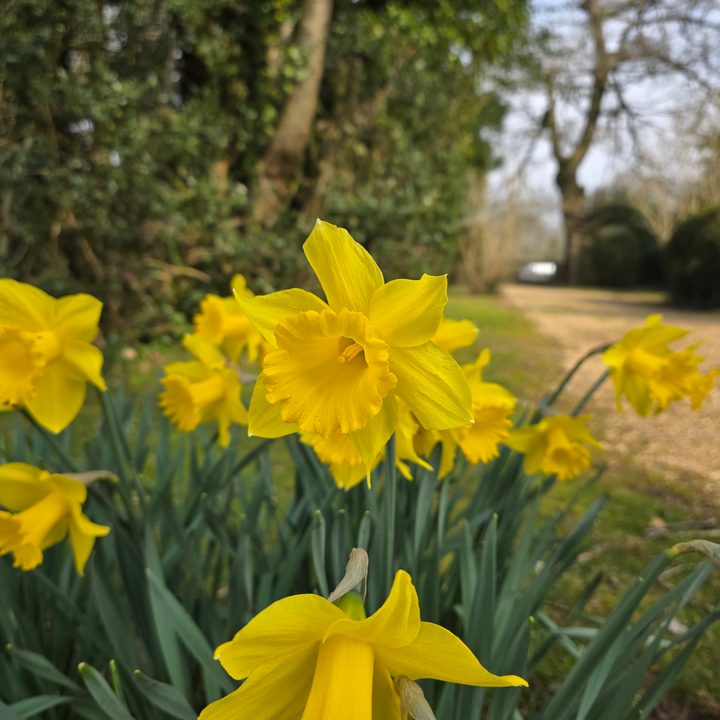 A photo taken with the Samsung Galaxy S25 Ultra.