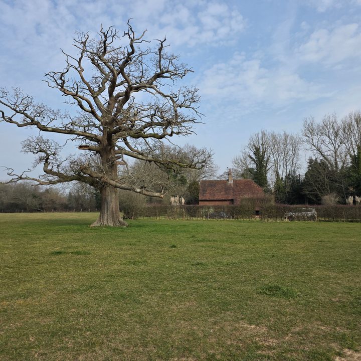 A photo taken with the Samsung Galaxy S25 Ultra.