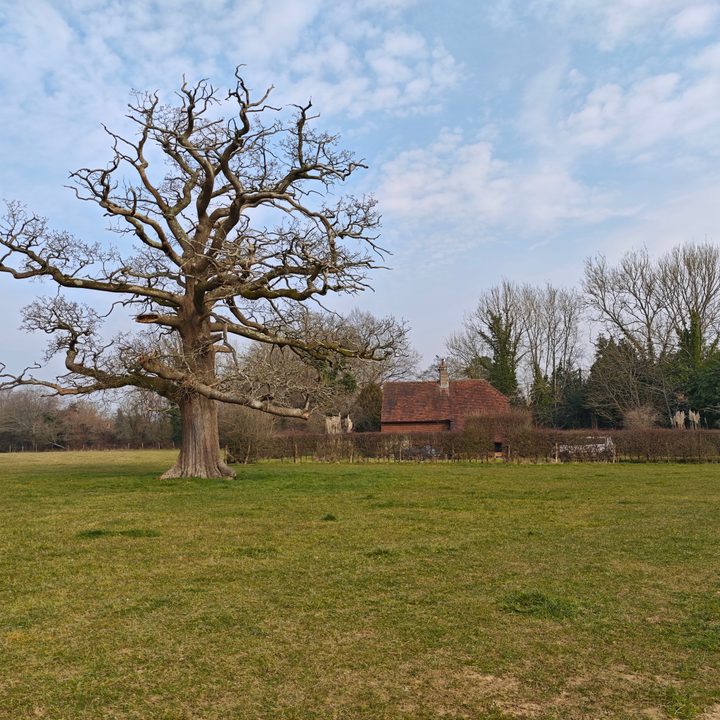A photo taken with the Xiaomi 15 Ultra.