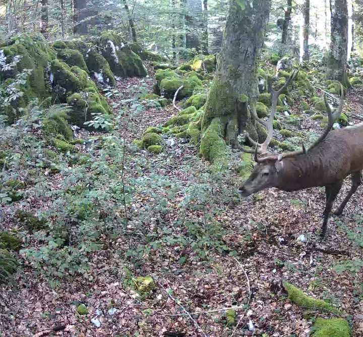 Buck in forest filmed by wildlife camera