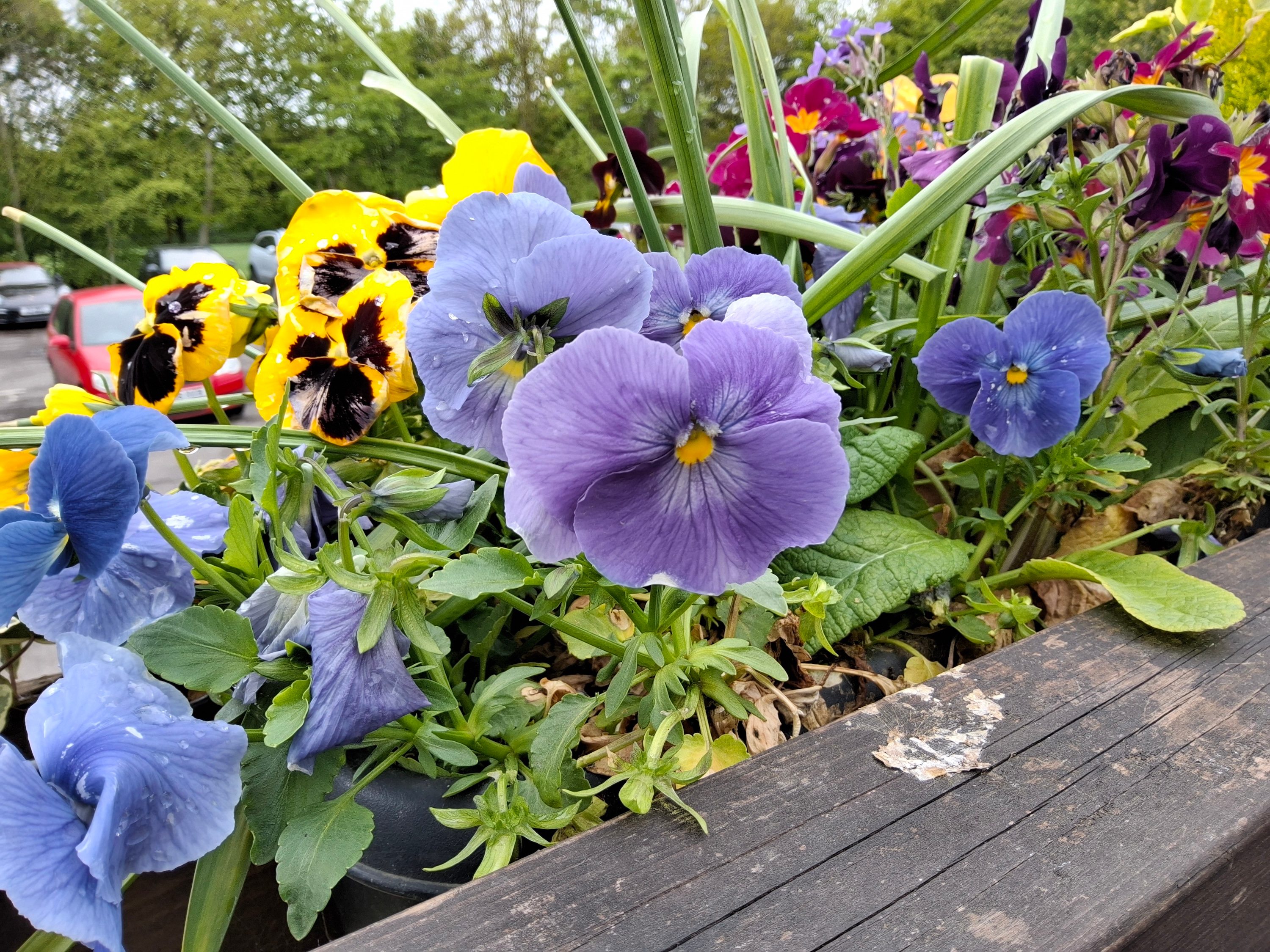 A photo taken with the Samsung Galaxy Tab S10 FE.