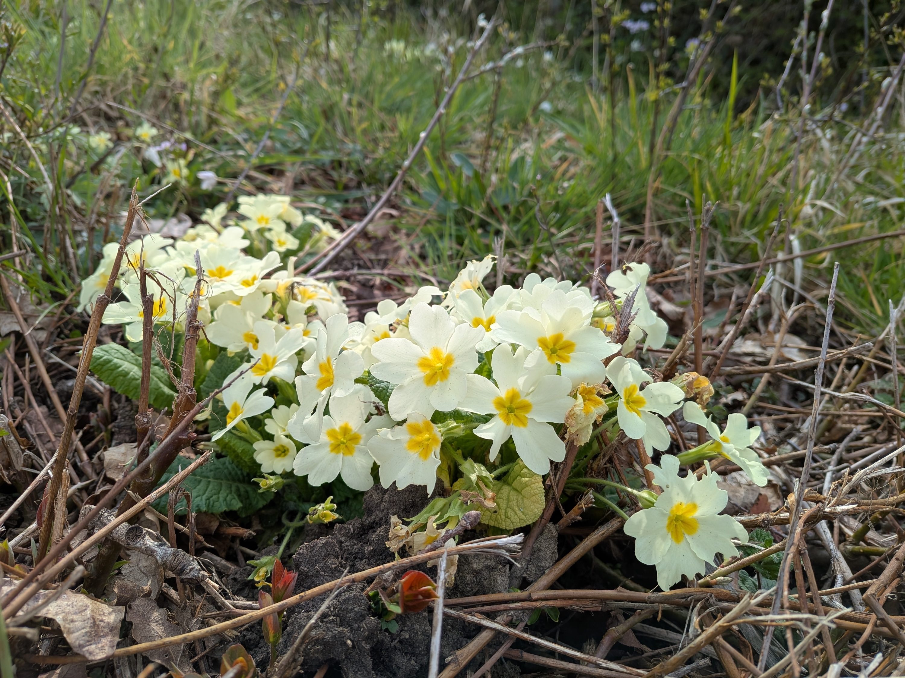 A photo taken with the Google Pixel 9a.