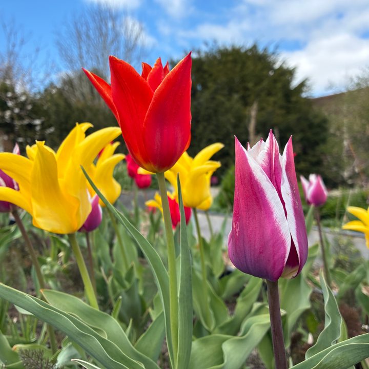 A photo taken with the iPhone 16e.